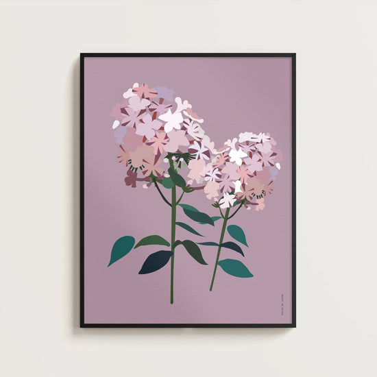 Art Print - Phlox
