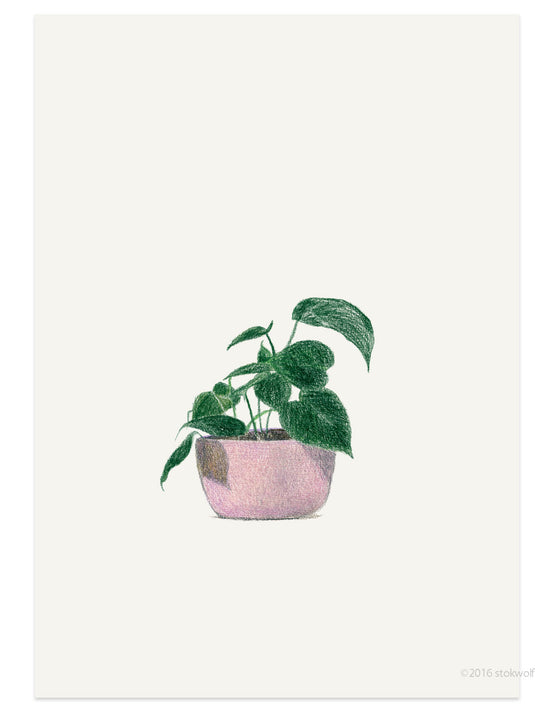Kaart - Philodendron Cordatum